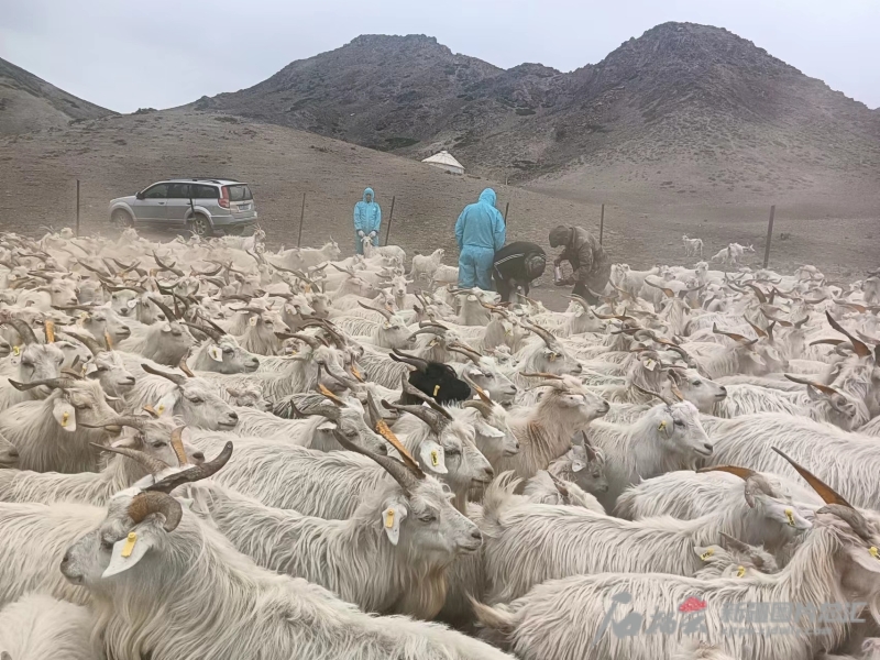 在新疆和布克賽爾絨山羊科技小院內，防疫人員正在給絨山羊打疫苗。（資料圖）
